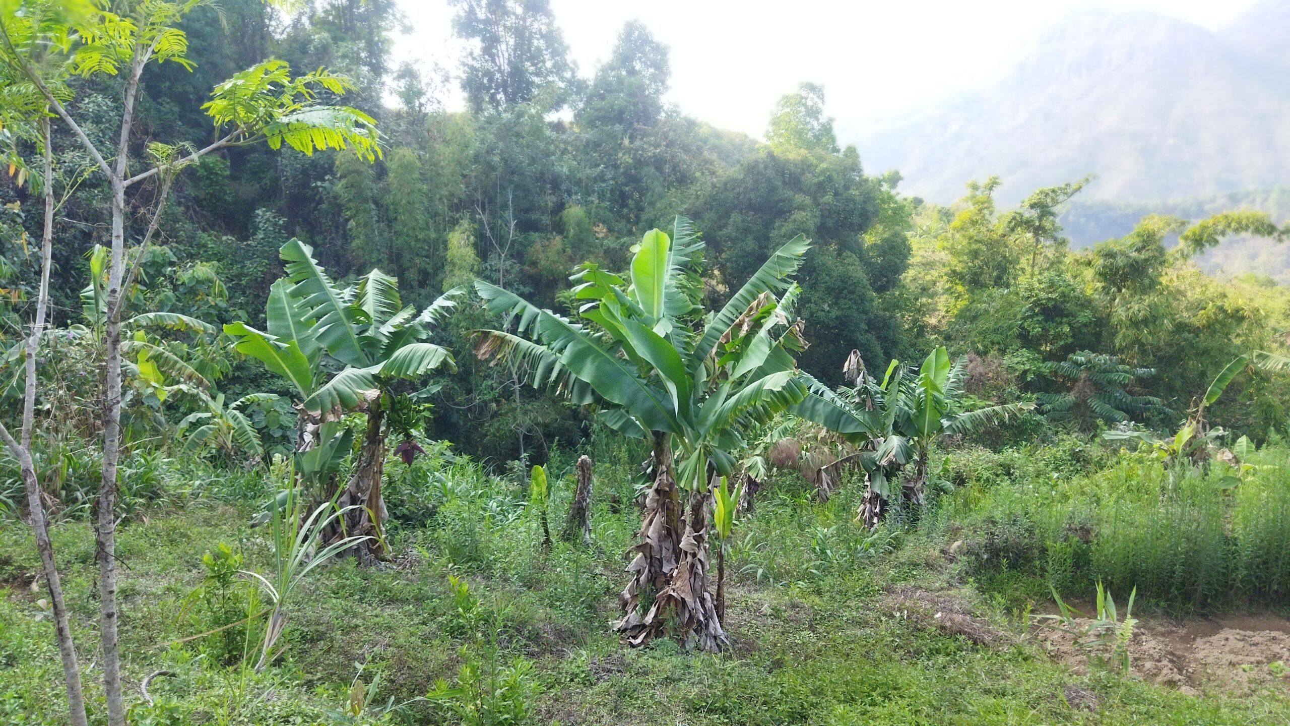 バナナを育てる農家さんの畑