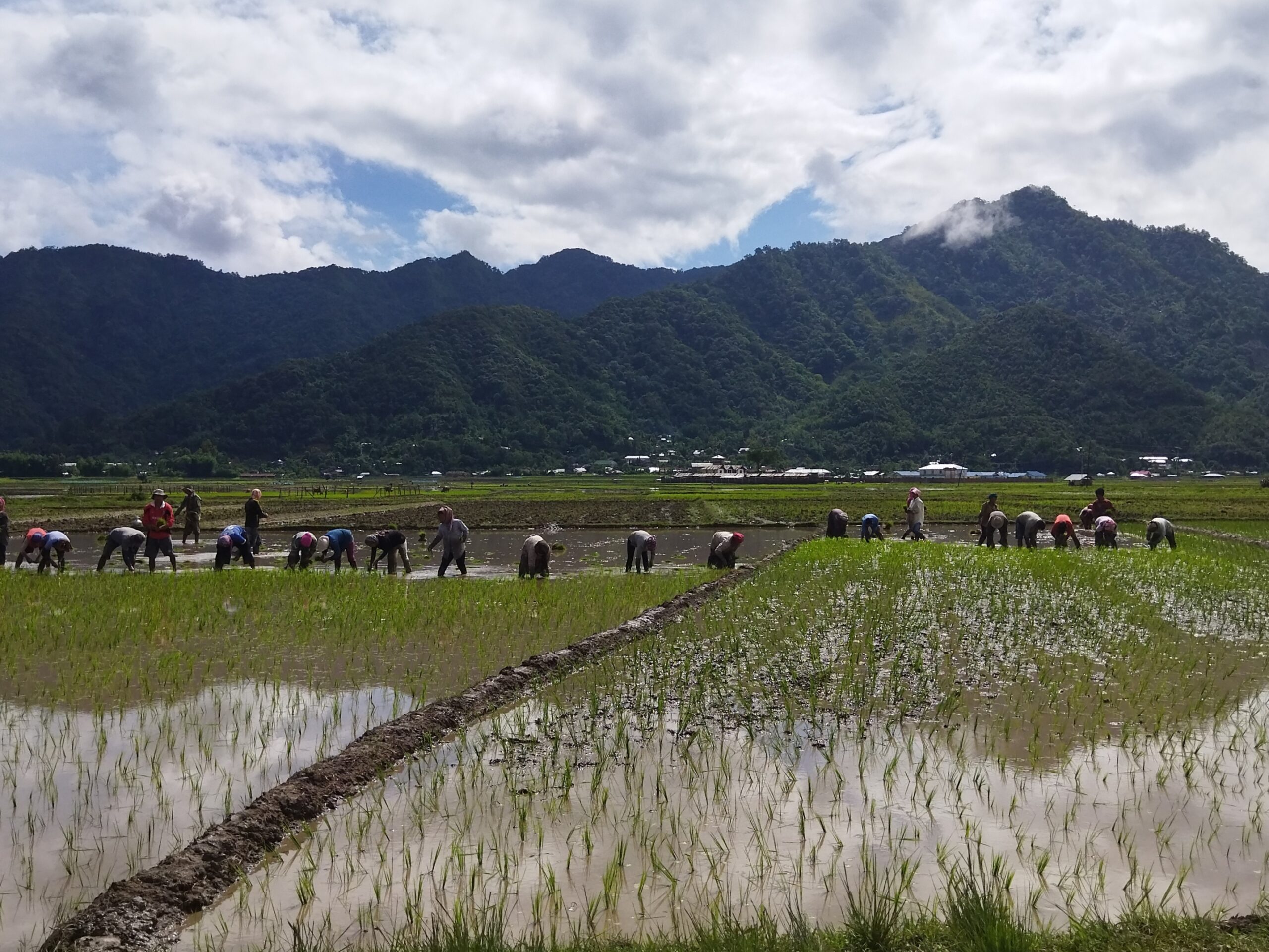 マニプールの稲作風景
