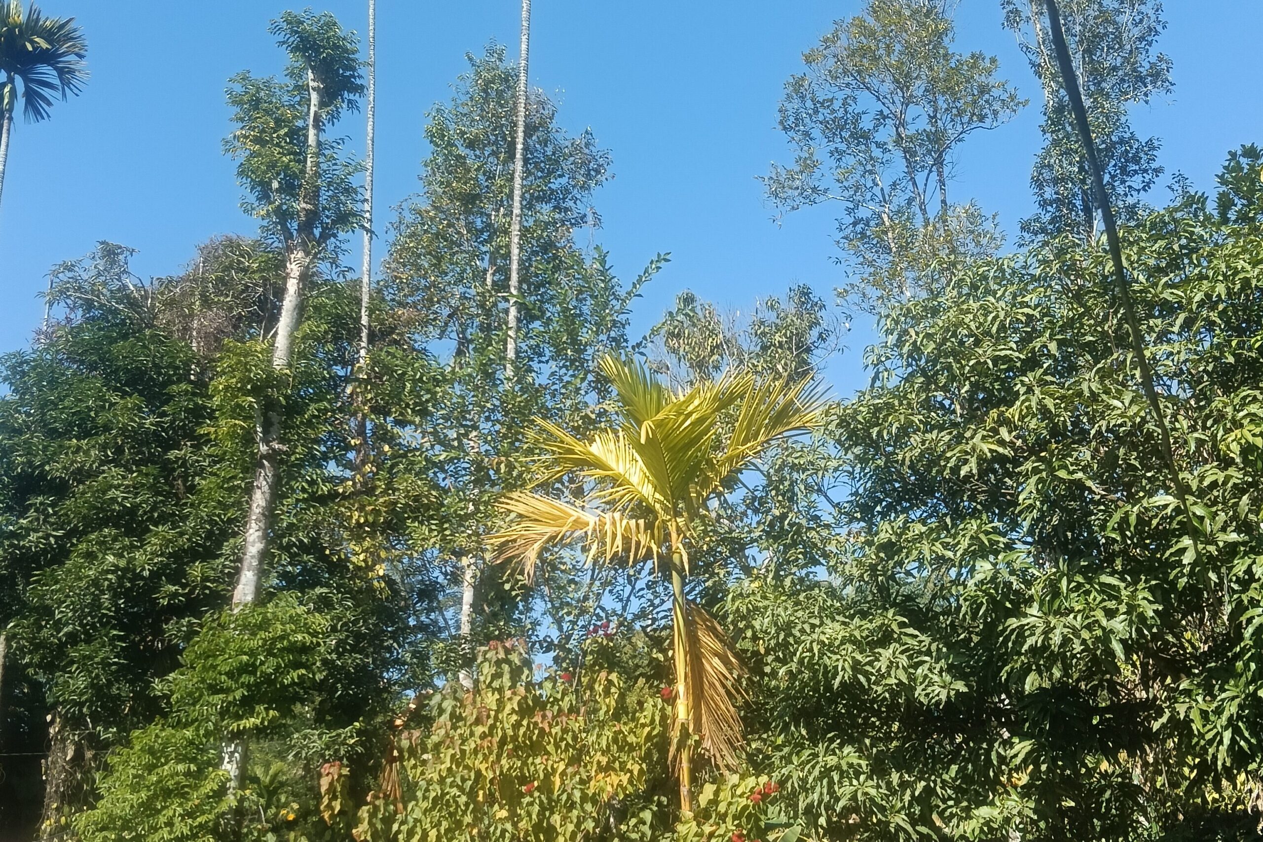 自然豊かなマニプールはコーヒー栽培にぴったり。